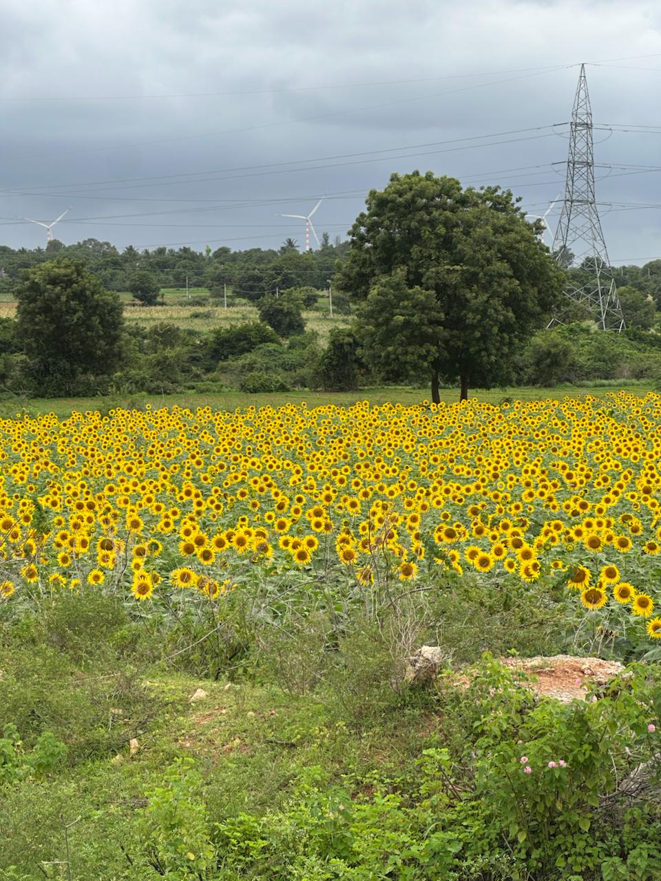 Yellow sunflowers with trees and wind turbines in the background